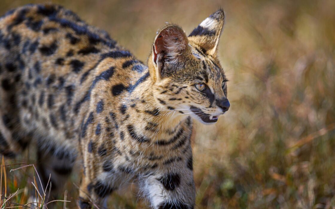 Chat Sauvage Afrique