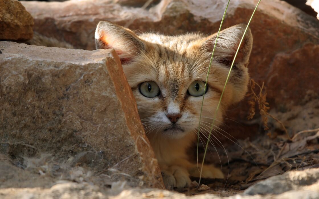 Grand Chat Sauvage D Afrique 6 Lettres