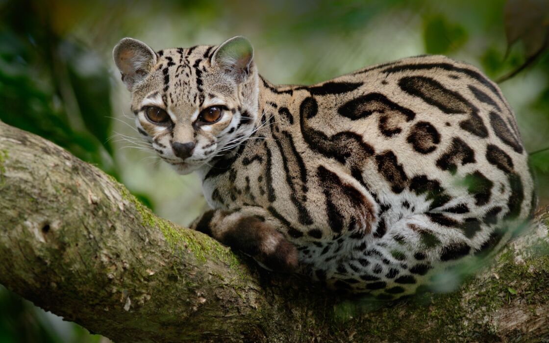 Le top 10 des chats sauvages aussi fascinants que méconnus