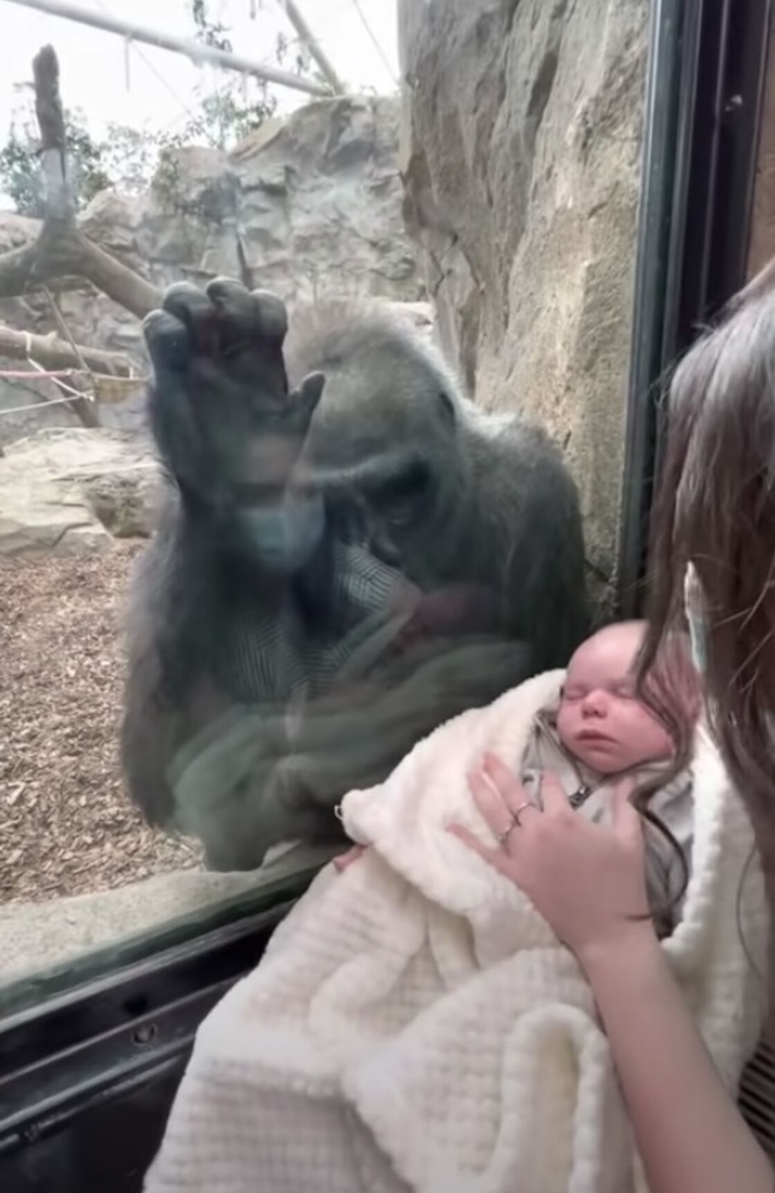 Insolite Cette Jeune Maman Montre Son Bebe A Un Gorille Sa Reaction Est Inattendue