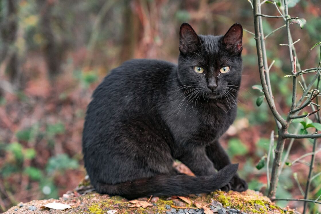 Ne Entierement Gris Aux Yeux Bleus Ce Chaton Va Se Metamorphoser Et Changer De Couleur