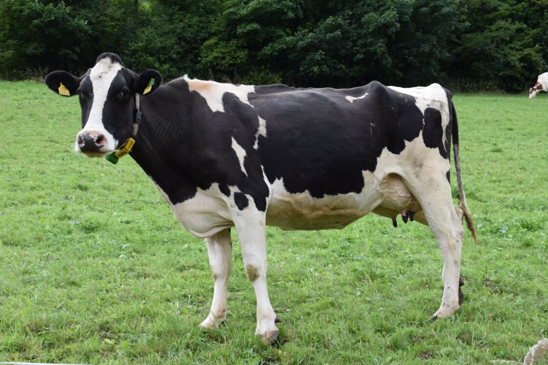 Quand une vache vient câliner un faon sous la neige…