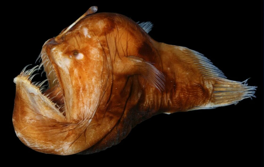 Meet the abyssal fishes, terrifying creatures of the deep