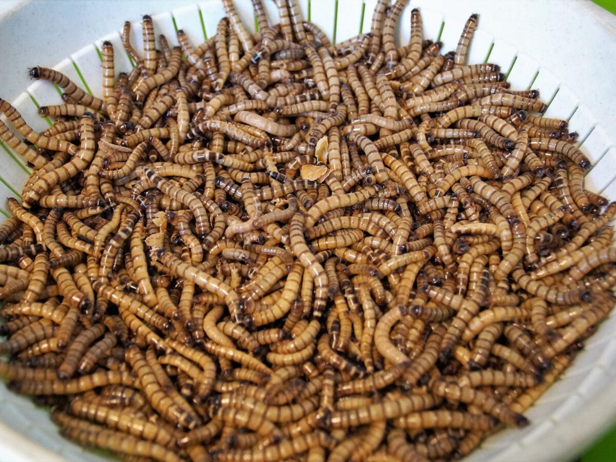 Argent public : David Lisnard sort la sulfateuse face à l&rsquo;échec de la start-up Ynsect