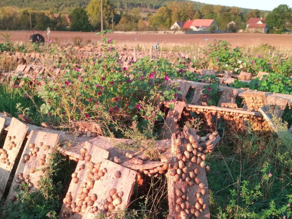 D’où viennent vraiment les escargots de Bourgogne consommés en France ?