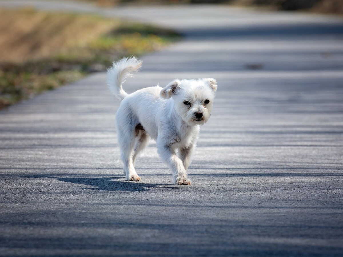 Abandon d'animaux : quelle amende risquent les maîtres qui abandonnent leurs chiens sur la route des vacances ?