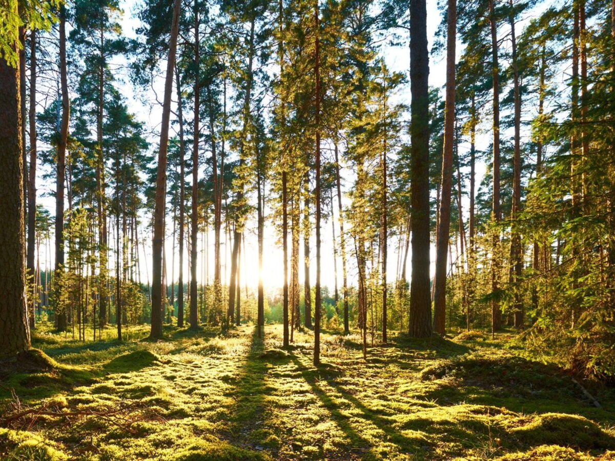 Pourquoi la surmortalité des arbres va impacter l'objectif carbone des entreprises ?