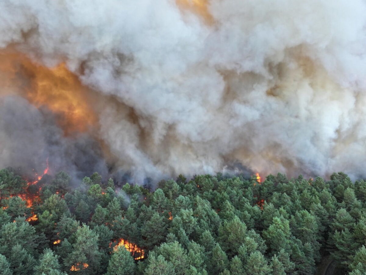 Un million d’euros de dons récoltés pour replanter la forêt de Fontainebleau, la région double la mise, comment participer ?