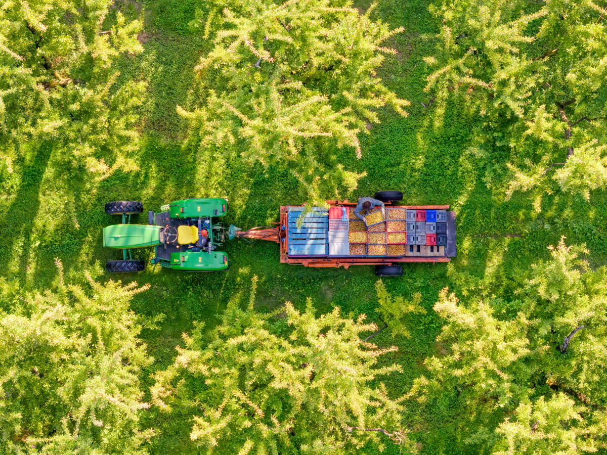 Mirabelle de Lorraine : le fruit anti-canicule qui pèse 70 % de la production mondiale