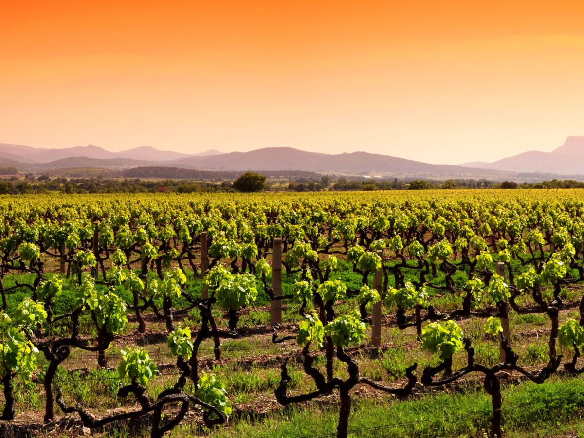 Sécheresse : les vendanges pourraient commencer dès mi-août, et cela ne serait pas une bonne nouvelle pour le prix du vin