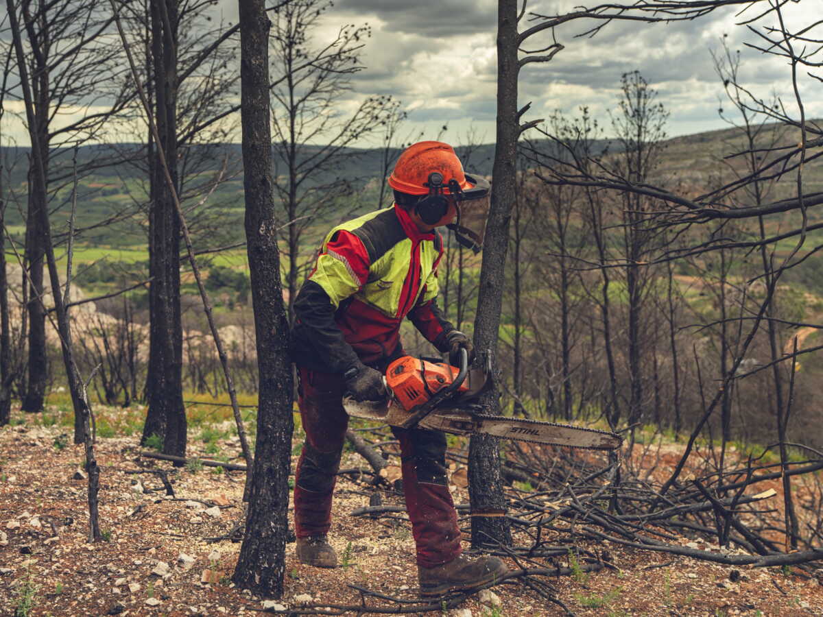 Incendie : comment le bois brûlé est valorisé par les professionnels de la filière ?