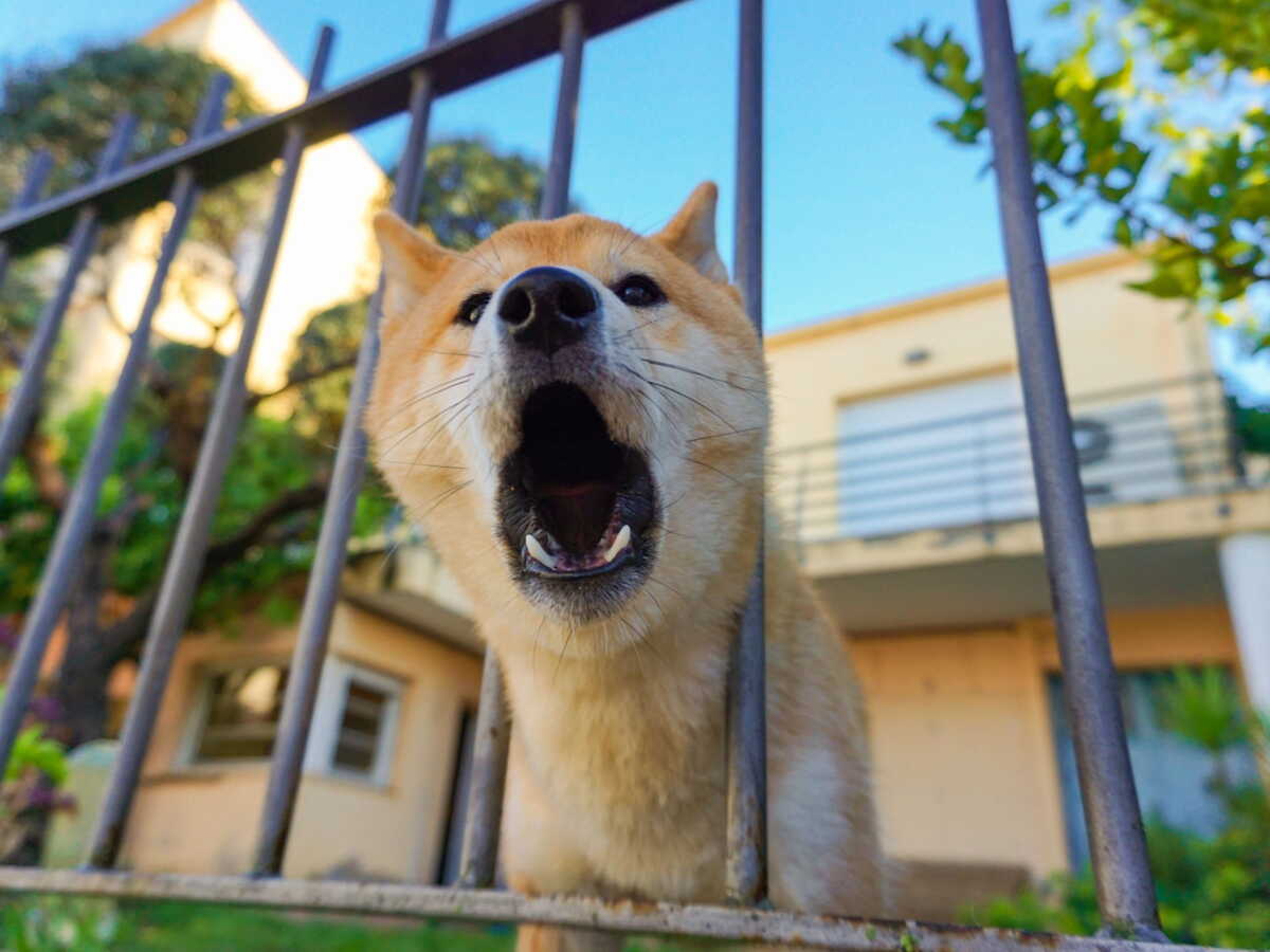 Voisinage : ce que cela peut vous coûter si votre chien aboie trop