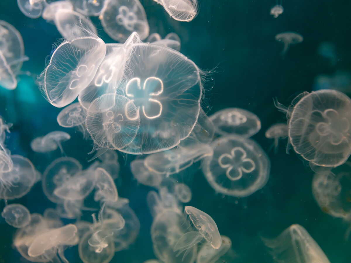 Une centrale nucléaire contrainte d'arrêter trois de ses réacteurs à cause de... méduses