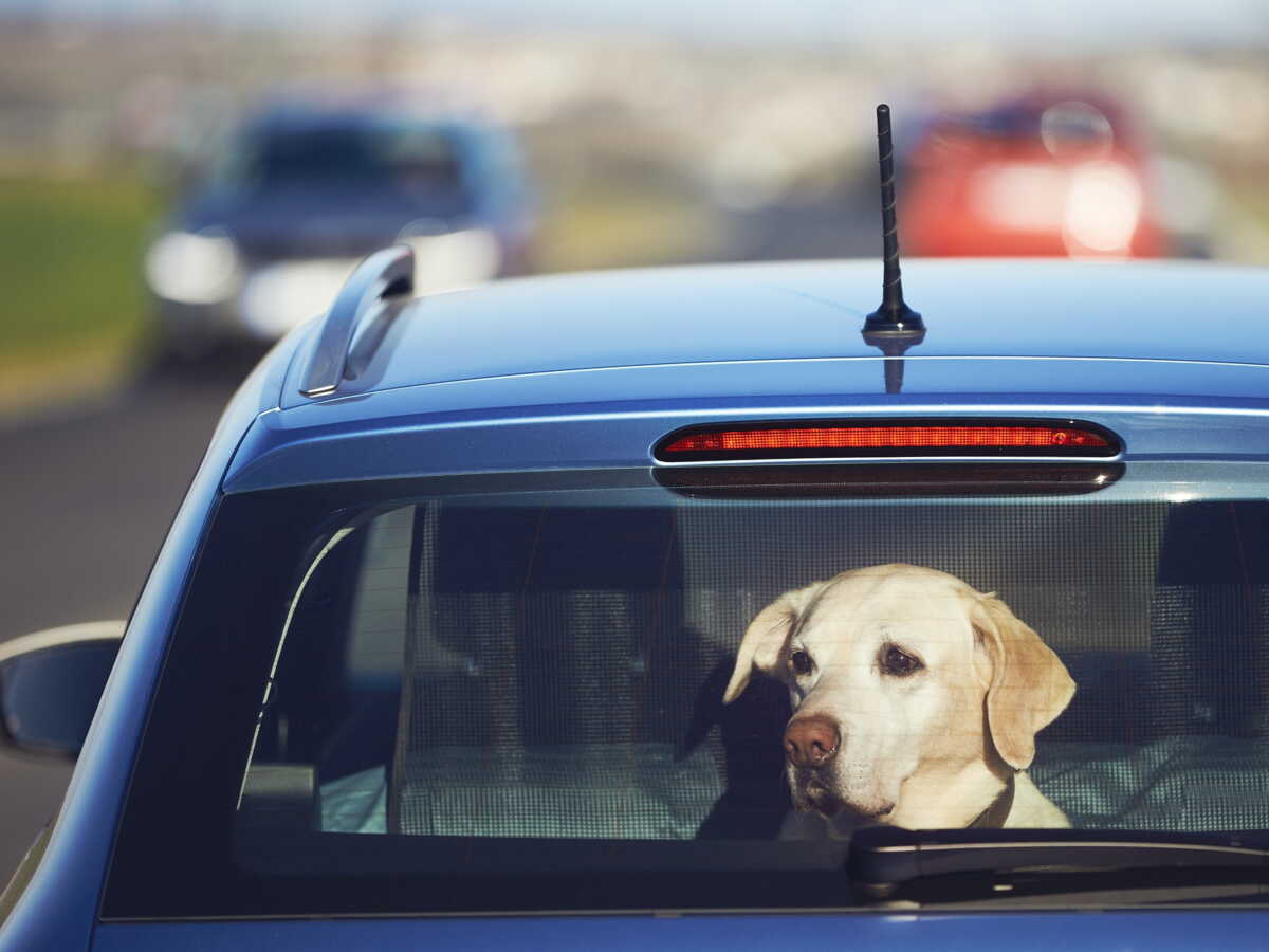 La ville de Nice décide d’infliger une grosse amende aux propriétaires qui laissent leurs animaux dans les voitures en pleine chaleur