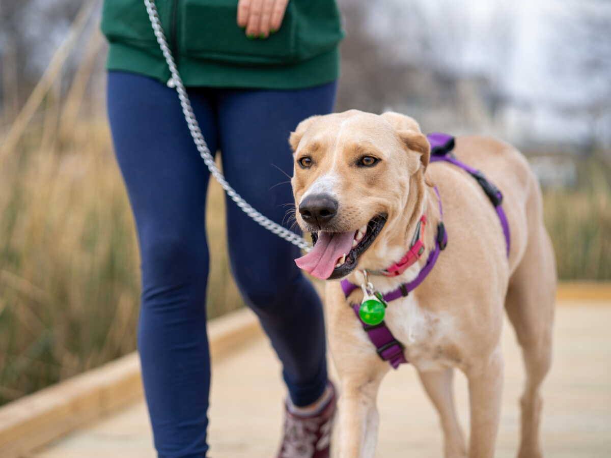 Dans cette commune, si la laisse de votre chien est trop longue, vous risquez une lourde amende