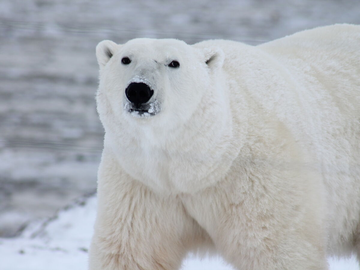 4 550 euros d'amende pour avoir tiré un ours polaire de son sommeil
