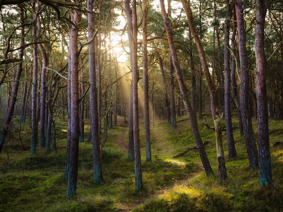 Incendies de forêt : comment protéger son investissement sans renoncer au bois ?