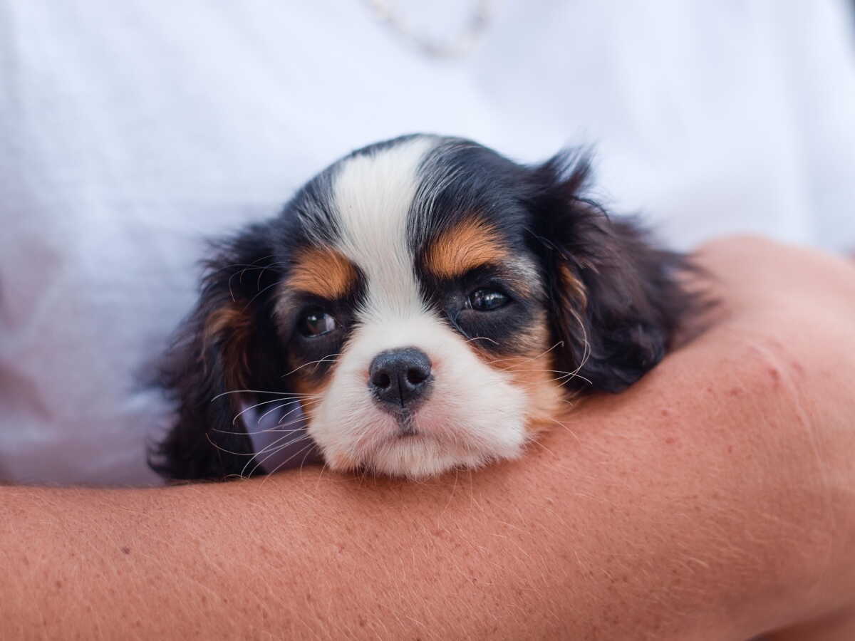 Acheter un chiot sur les réseaux sociaux : les risques derrière les prix cassés