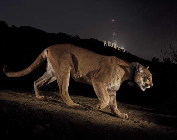 Un puma mâle, capté par une caméra cachée, à Los Angeles