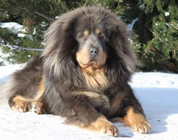 Le mastiff du Tibet : 3.500 euros pour le chien des Chinois fortunés 