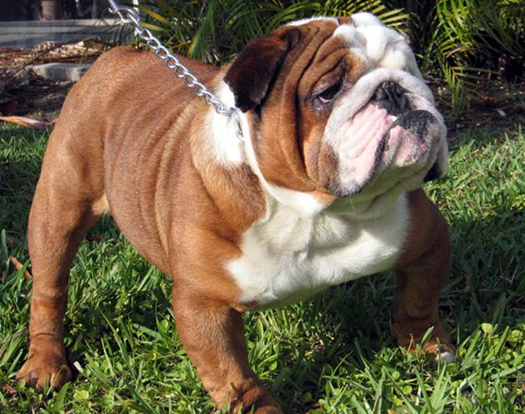 Le bulldog anglais : 2.000 euros pour ses babines pendantes 