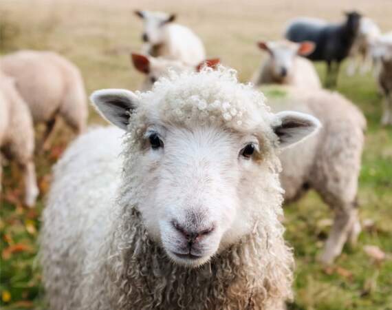 Des hybrides homme-mouton pour produire des greffons 