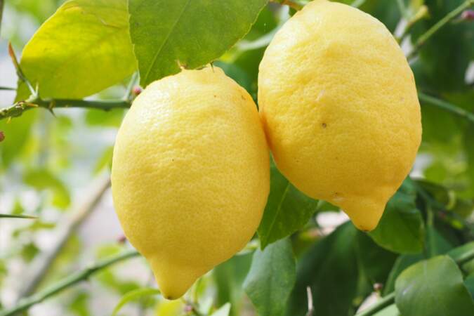 10. Citrons