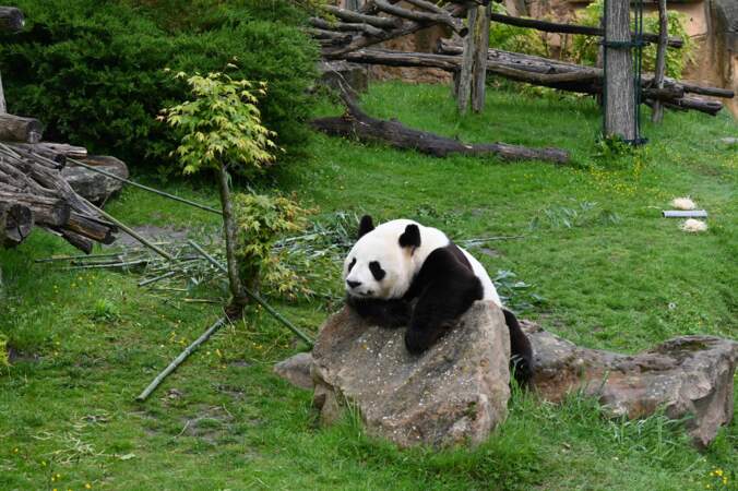 Panda, star du zoo
