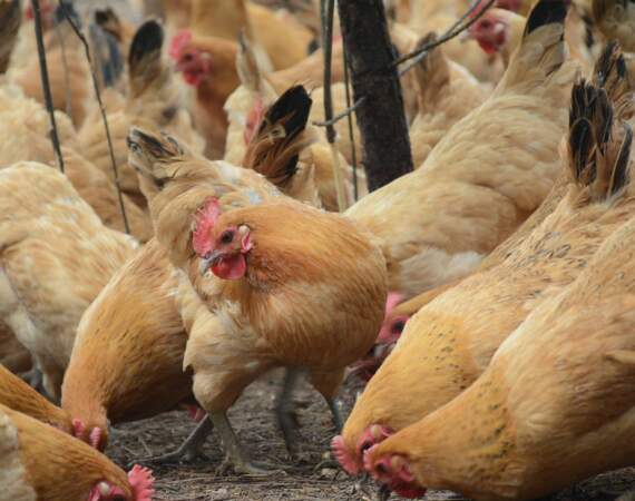 1999 : les poulets à la dioxine se répandent