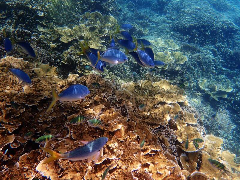 Le changement climatique fait disparaître la grande barrière de corail