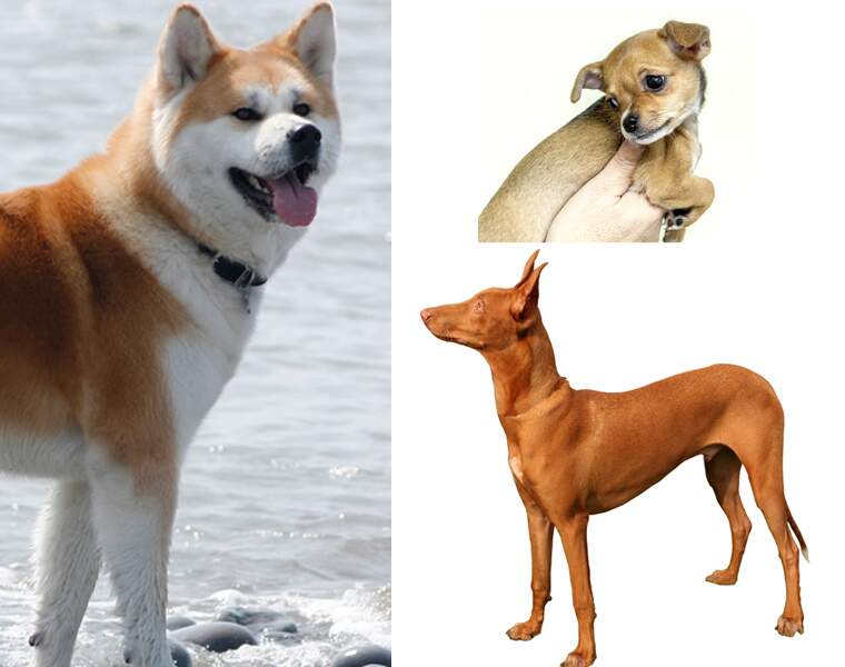 Quelles sont les races de chiens les plus chères ?