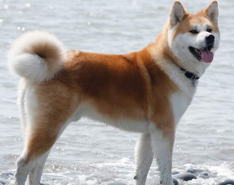 L’akita inu : un honorable tarif de 1.500 euros pour ce grand chien