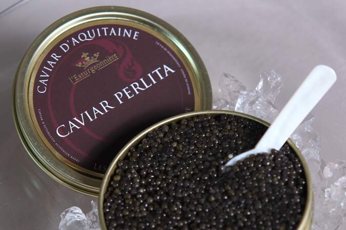 Le caviar d’esturgeon d’Aquitaine : huit ans avant qu’une femelle ne produise des œufs