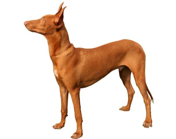 Le chien du pharaon : un chasseur aux alentours de 2.000 euros
