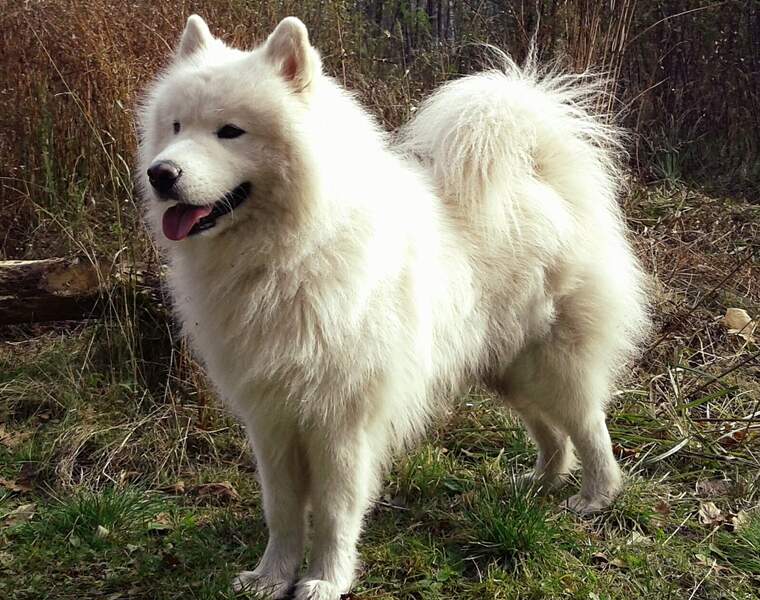 Le samoyède : un chien de traîneau pour 1.000 euros minimum