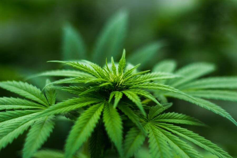 Être diplômé en “Cannabis”