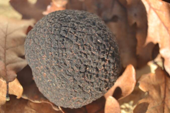 La truffe noire du Périgord : d’un demi-gramme à trois kilos récoltés… à l’hectare