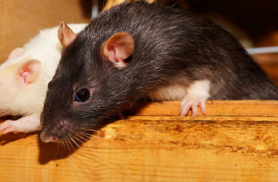  4.As de Pic : rats et insectes n’auront plus aucun secret pour vous