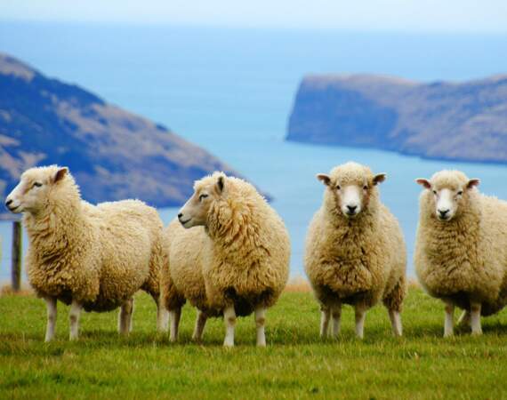 Viande de mouton : rarement “origine France”, souvent de Nouvelle-Zélande