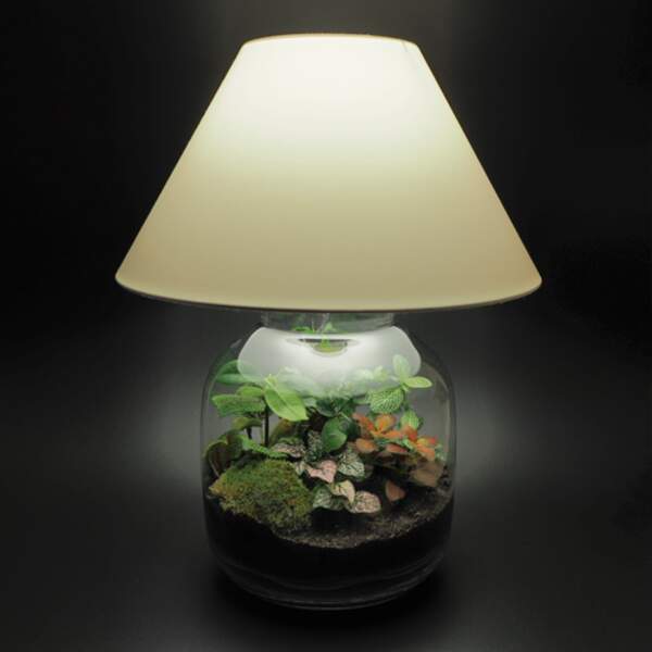 La lampe terrarium, par Jean-Paul Lacroix
