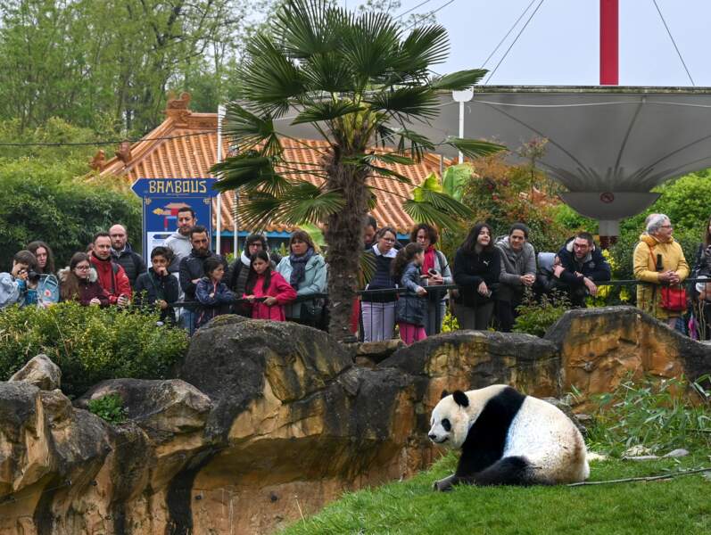 Avec 1,5 million de visiteurs annuels, Beauval est aujourd’hui le premier zoo de France