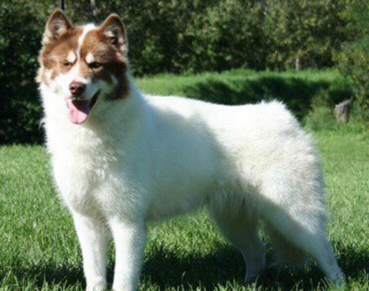 Le chien esquimau canadien : 5.000 euros pour un chien très rare