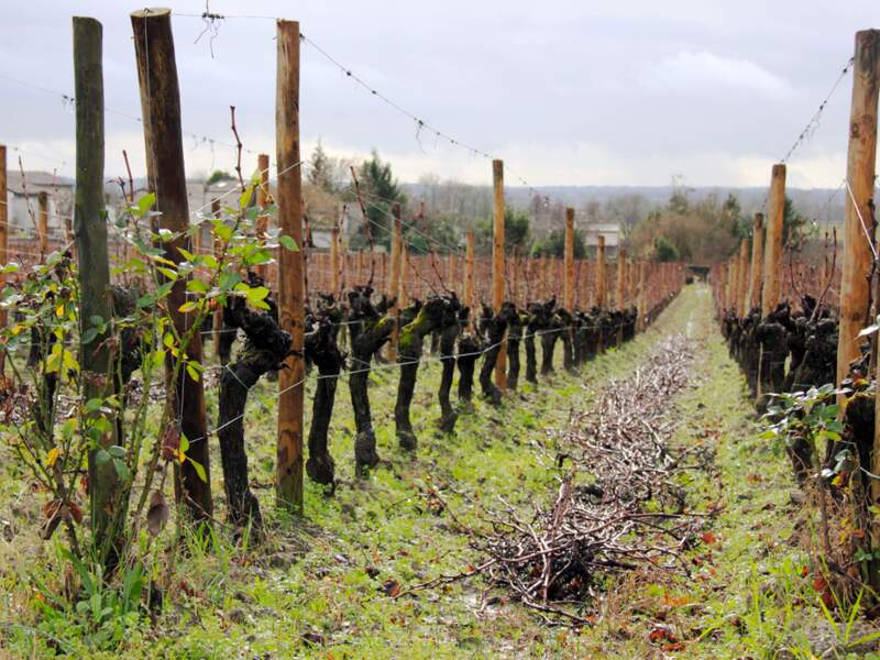 Les vins de Rhône, du Languedoc et de la Loire ont le vent en poupe