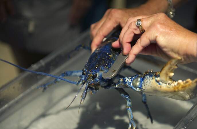 Le homard bleu breton : sa chair ferme et iodée n’a pas d’équivalent 