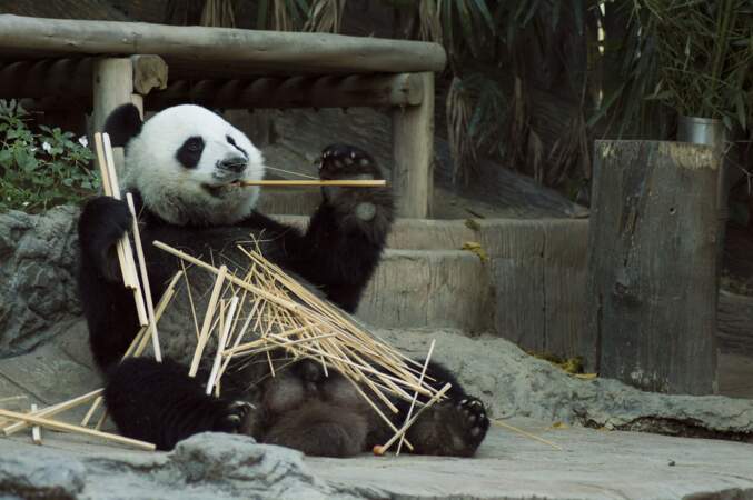  4. S’en aller câliner des pandas