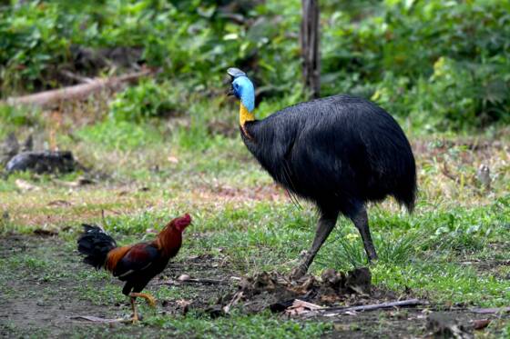 Dans La Jungle De Papouasie Menace Sur Les Oiseaux De