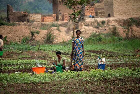 En RDC, l'agriculture laissée à l'abandon s'invite dans la campagne