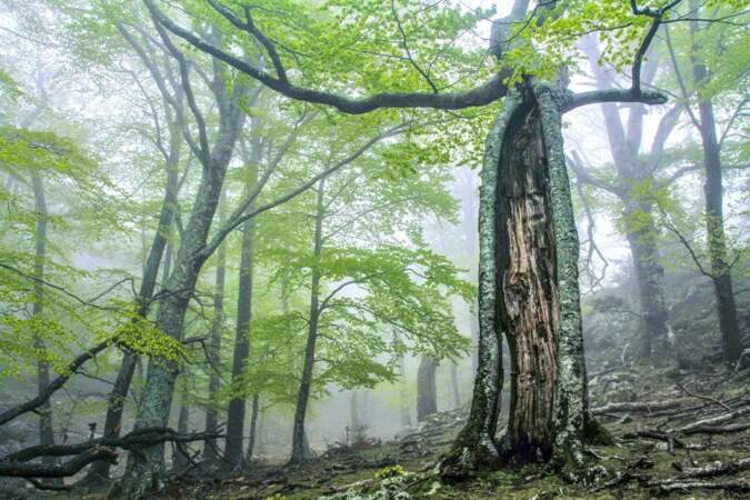 Forêts primaires et anciennes de hêtres des Carpates et d’autres régions d’Europe